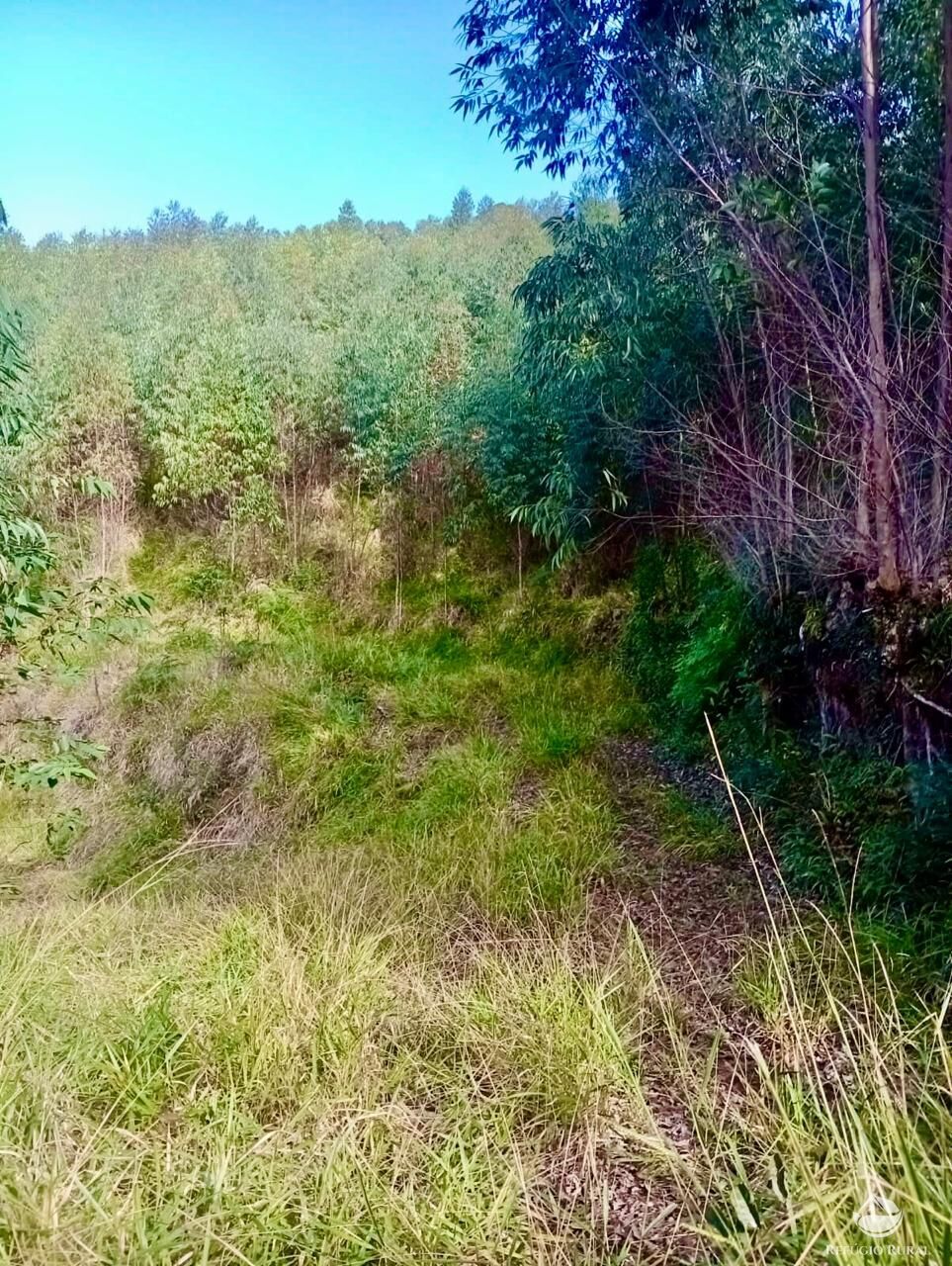 Sítio, 1 quarto, 8 hectares - Foto 18