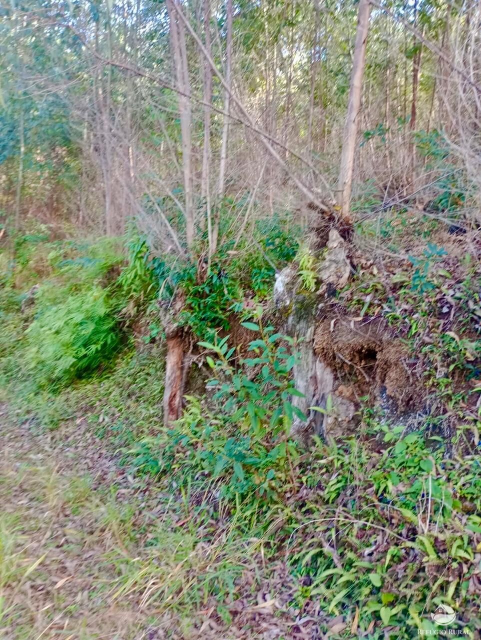 Sítio, 1 quarto, 8 hectares - Foto 15