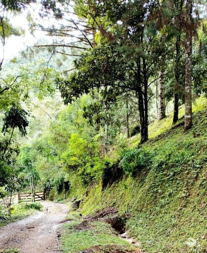 Fazenda à venda com 3 quartos, 17248m² - Foto 15