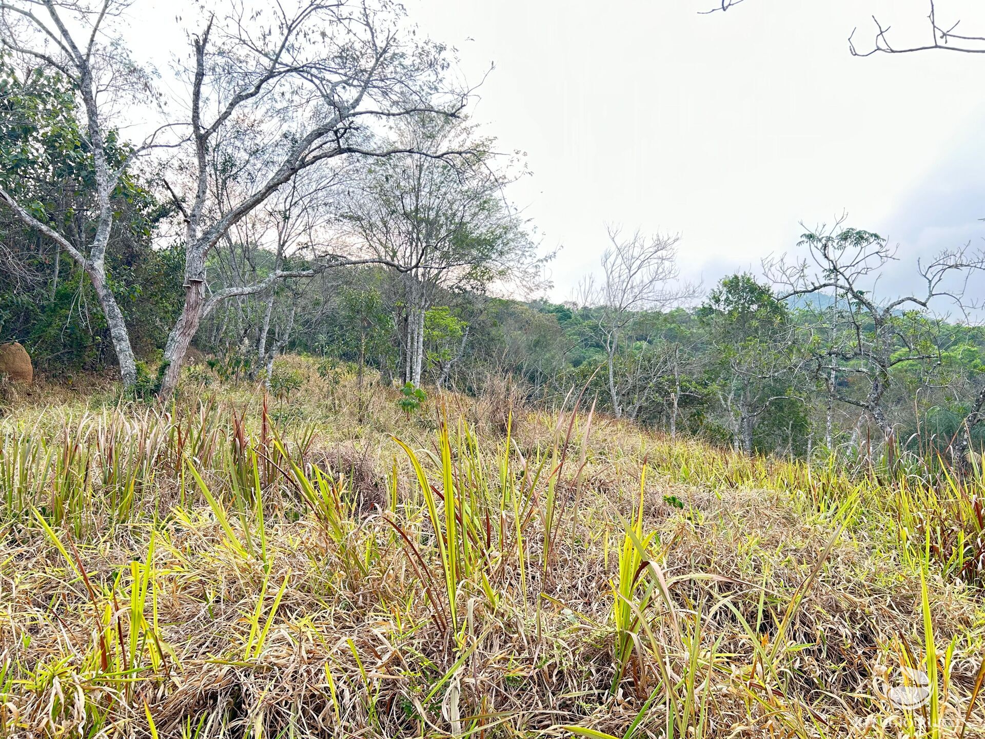 Fazenda à venda com 1 quarto, 242000m² - Foto 25