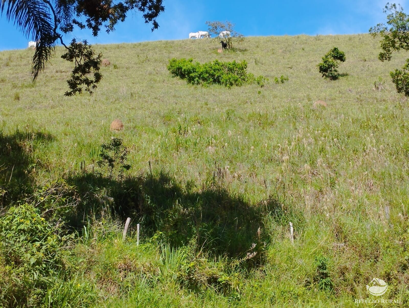 Fazenda à venda com 1 quarto, 2976600m² - Foto 7