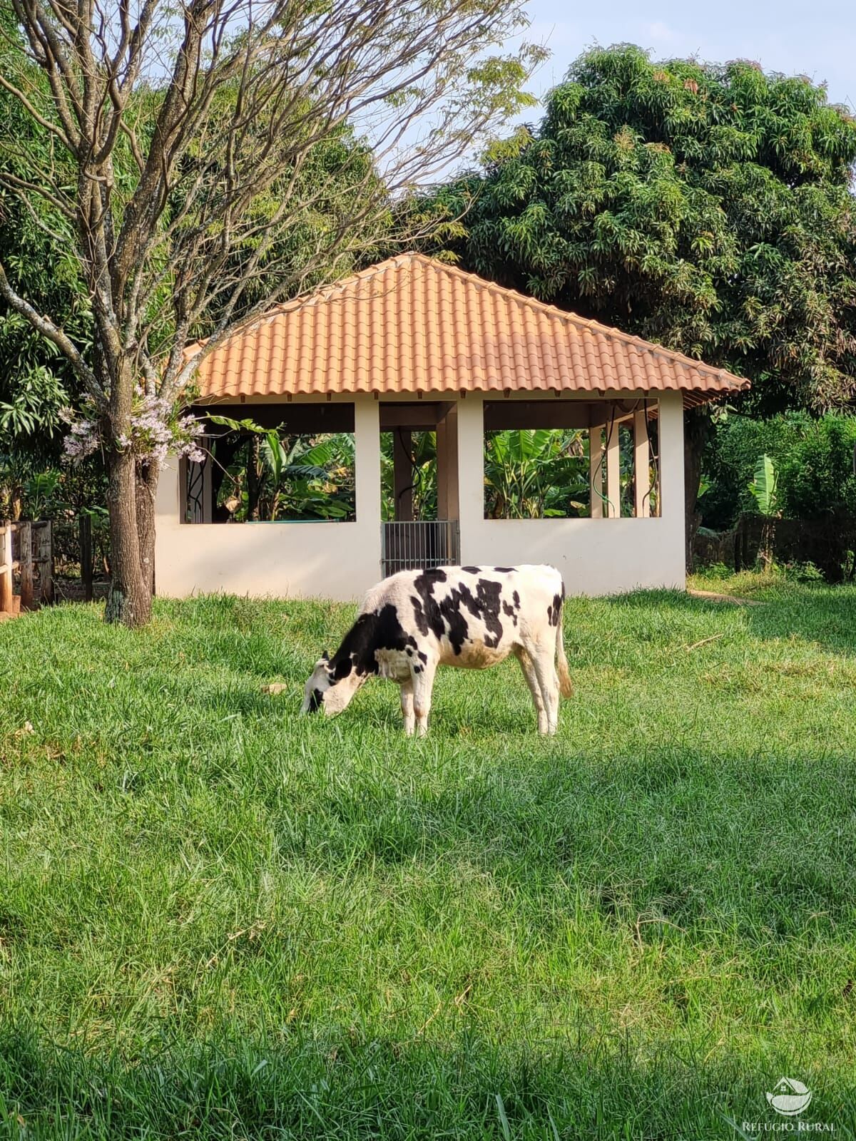 Fazenda à venda com 2 quartos, 30000m² - Foto 23