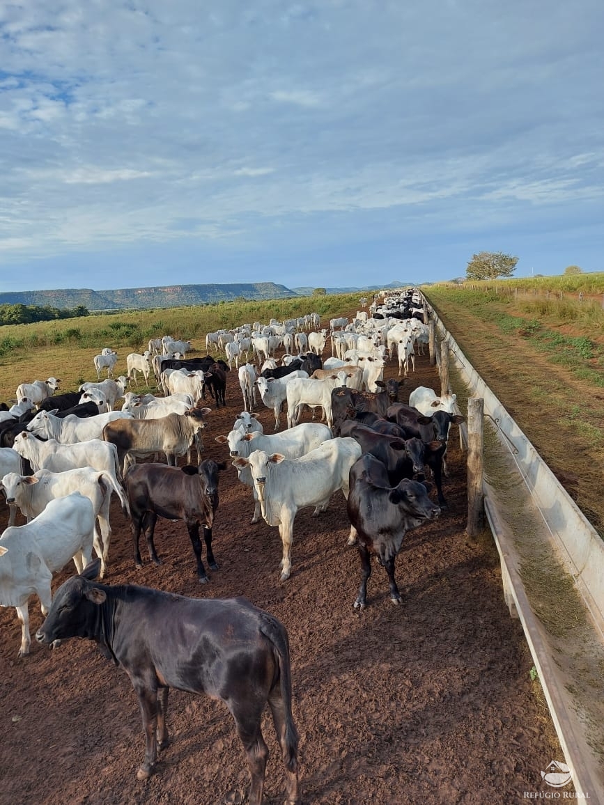 Fazenda à venda com 1 quarto, 198198000m² - Foto 7