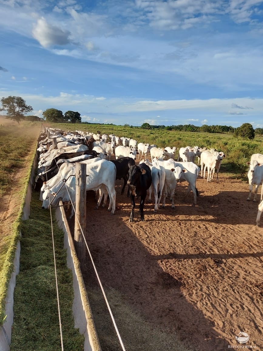 Fazenda à venda com 1 quarto, 198198000m² - Foto 6