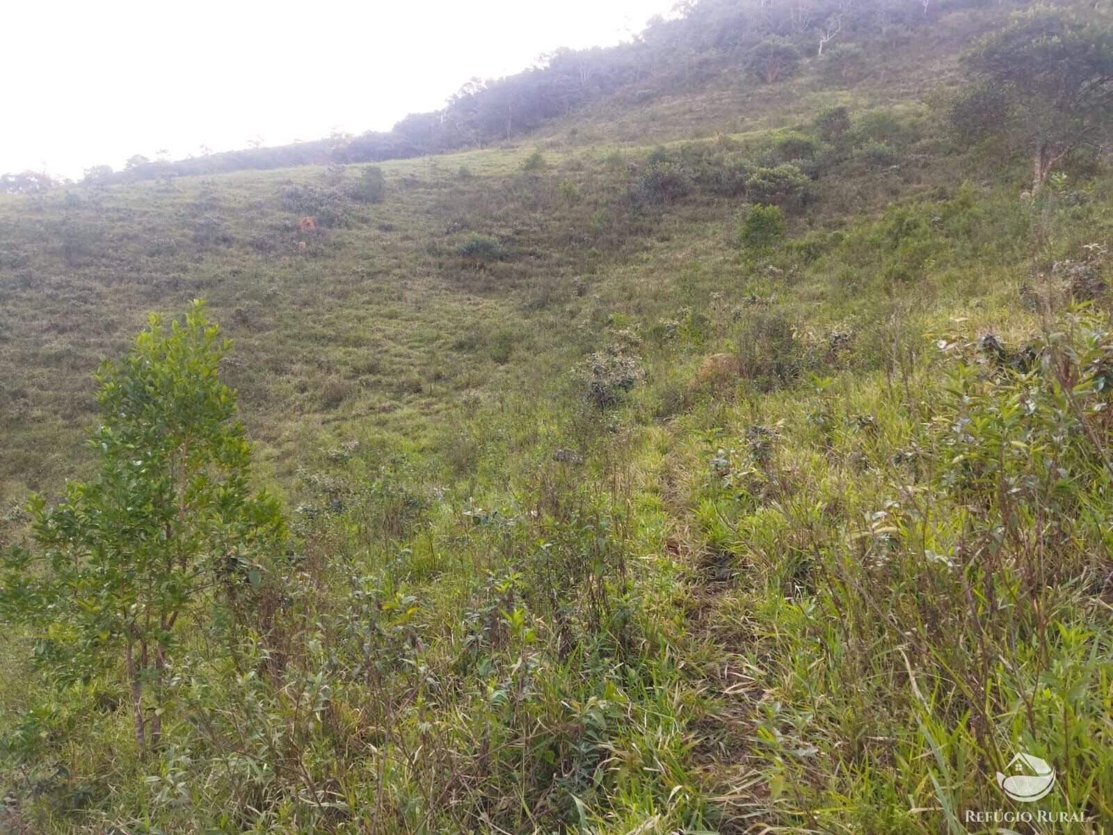 Terreno à venda, 21000m² - Foto 5