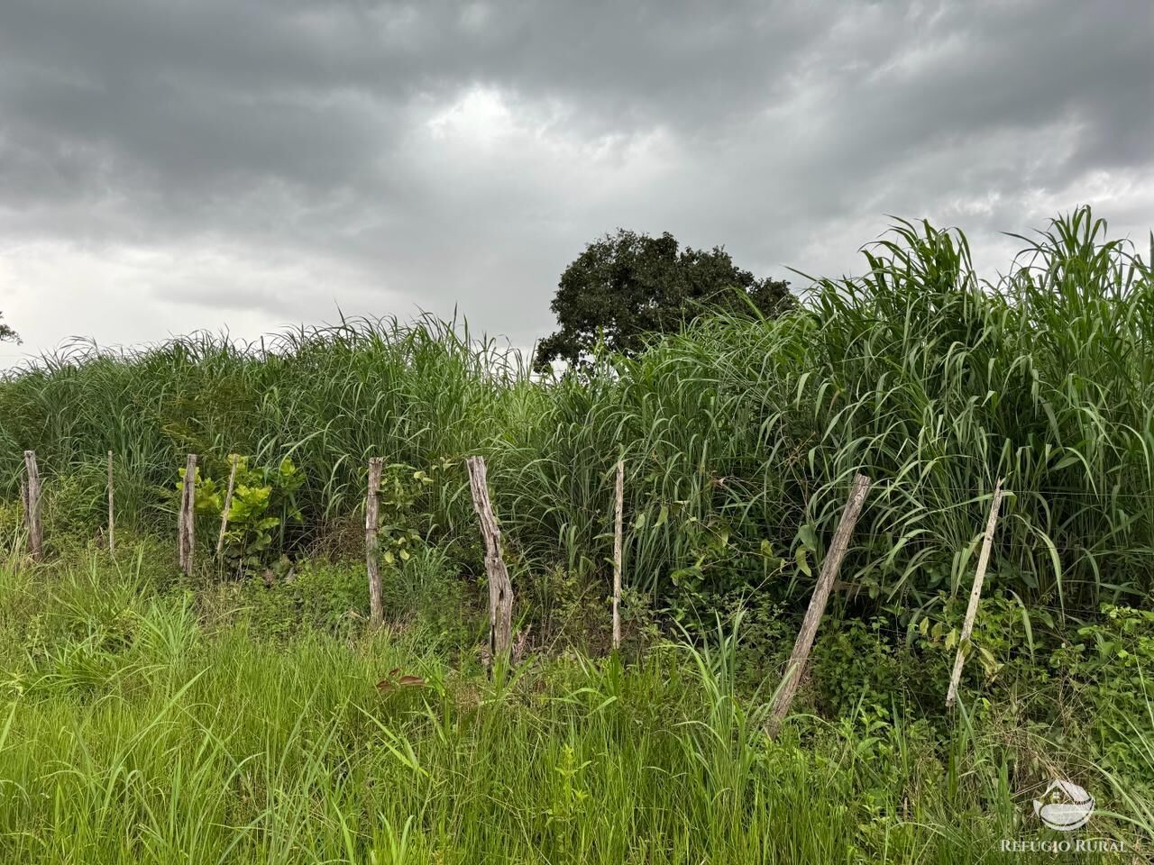 Fazenda à venda com 1 quarto, 19300000m² - Foto 12