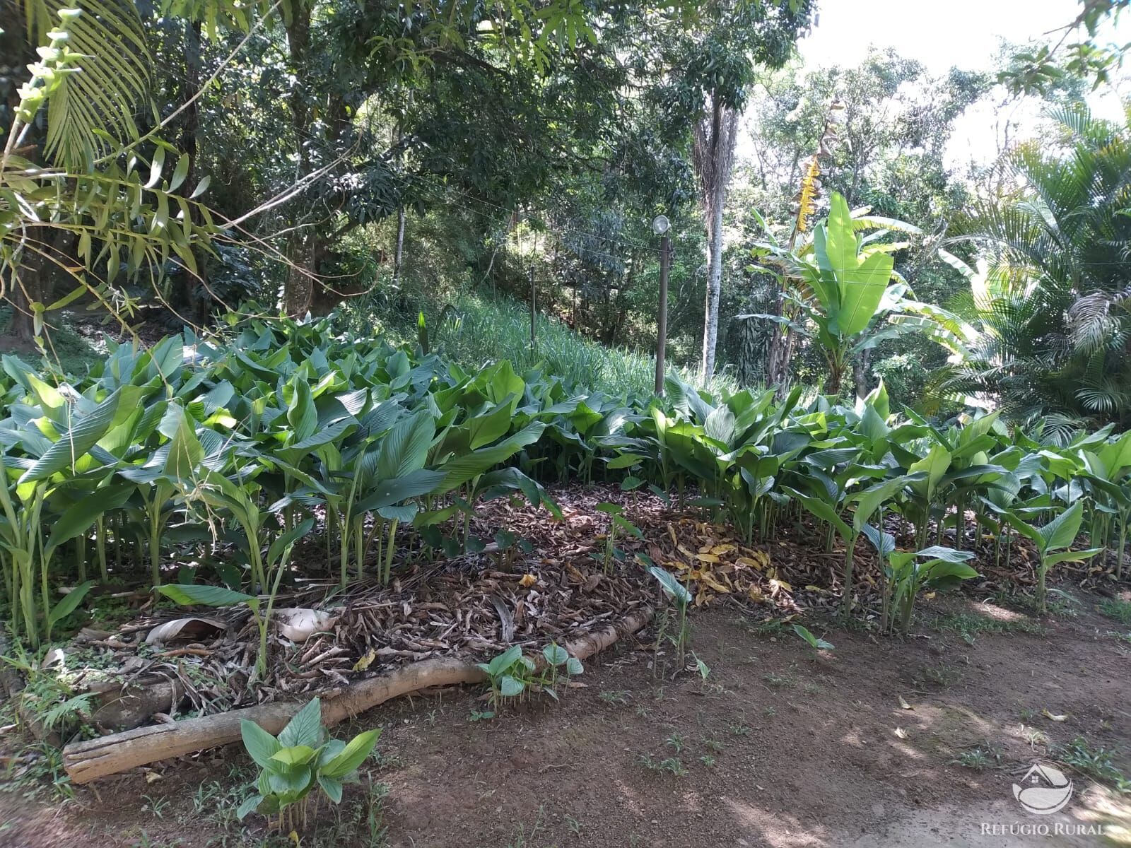 Fazenda à venda com 6 quartos, 3000m² - Foto 6