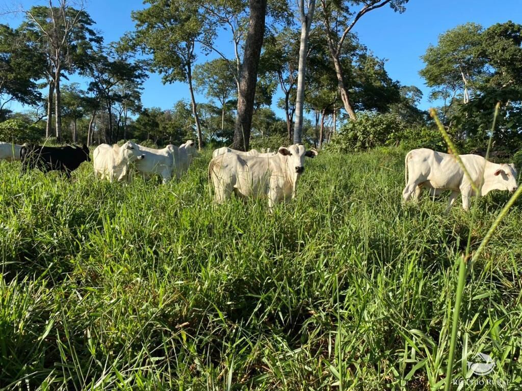 Fazenda à venda com 7 quartos, 78260000m² - Foto 9