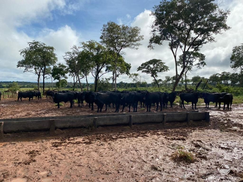 Fazenda à venda com 7 quartos, 78260000m² - Foto 6