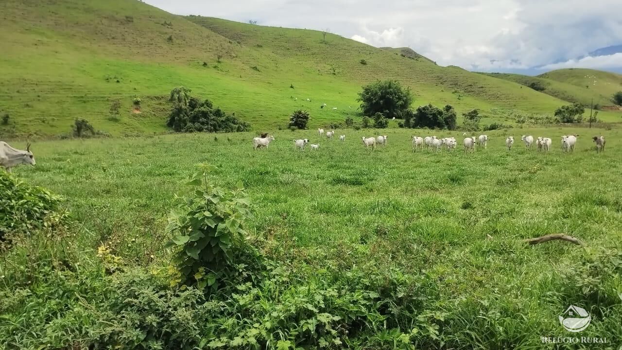 Fazenda, 605 hectares - Foto 7