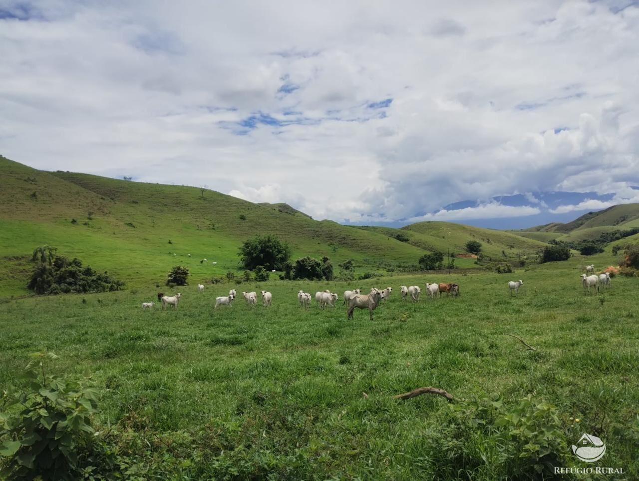 Fazenda, 605 hectares - Foto 6