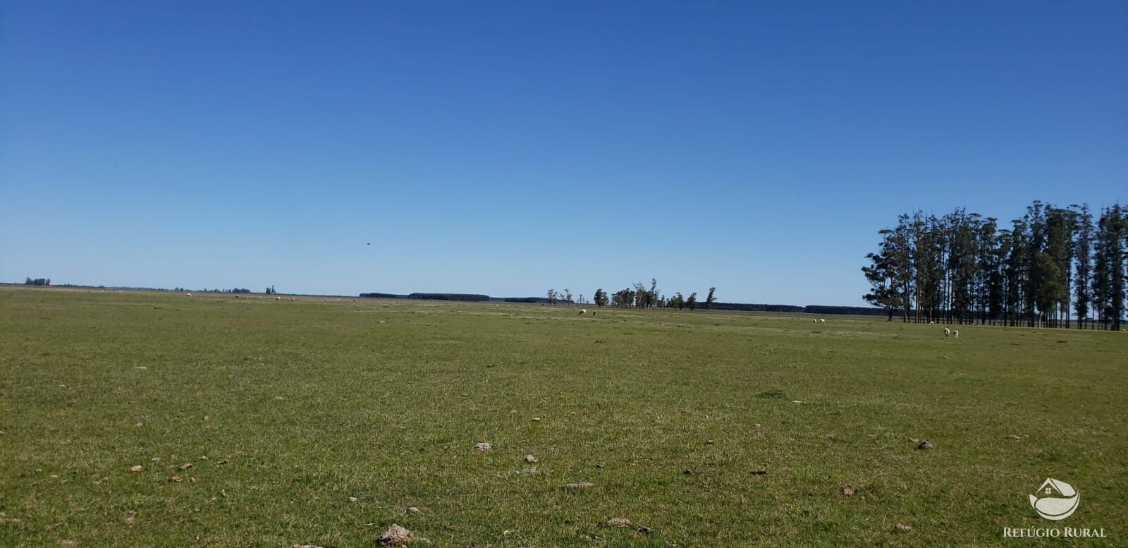 Fazenda à venda com 3 quartos, 91120000m² - Foto 25