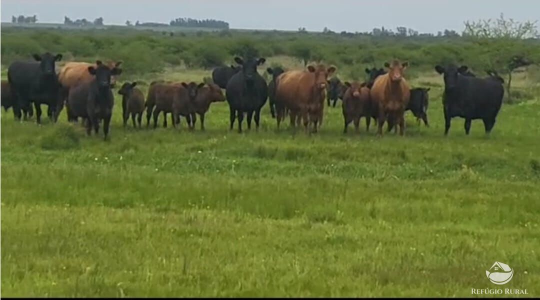 Fazenda à venda com 3 quartos, 91120000m² - Foto 41