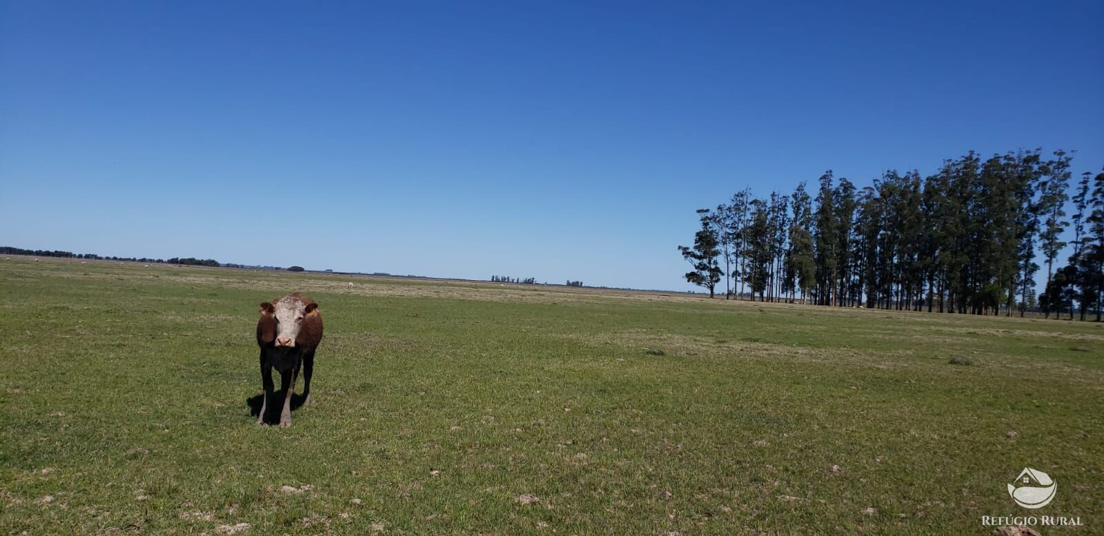 Fazenda à venda com 3 quartos, 91120000m² - Foto 34