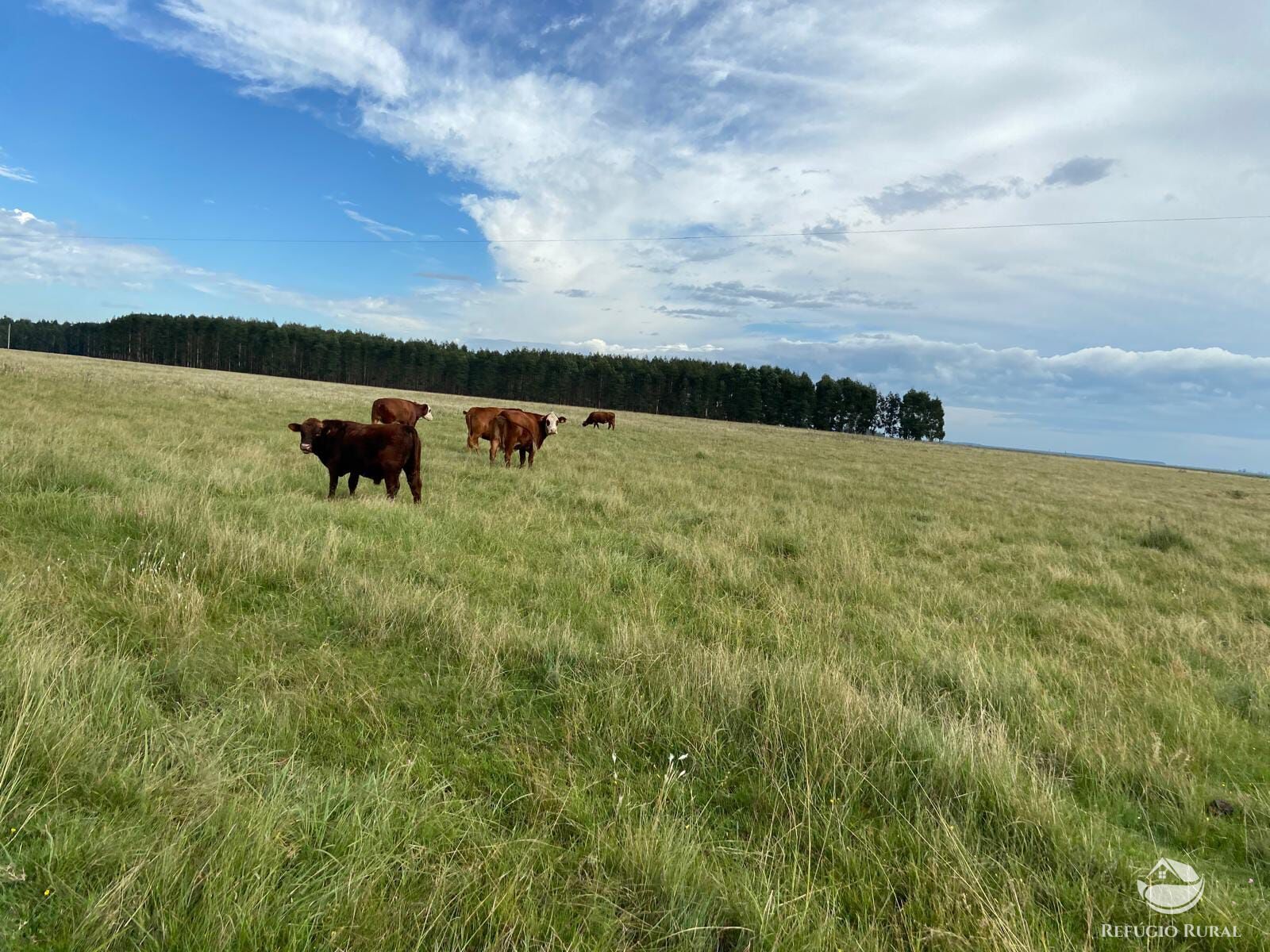 Fazenda à venda com 3 quartos, 91120000m² - Foto 35