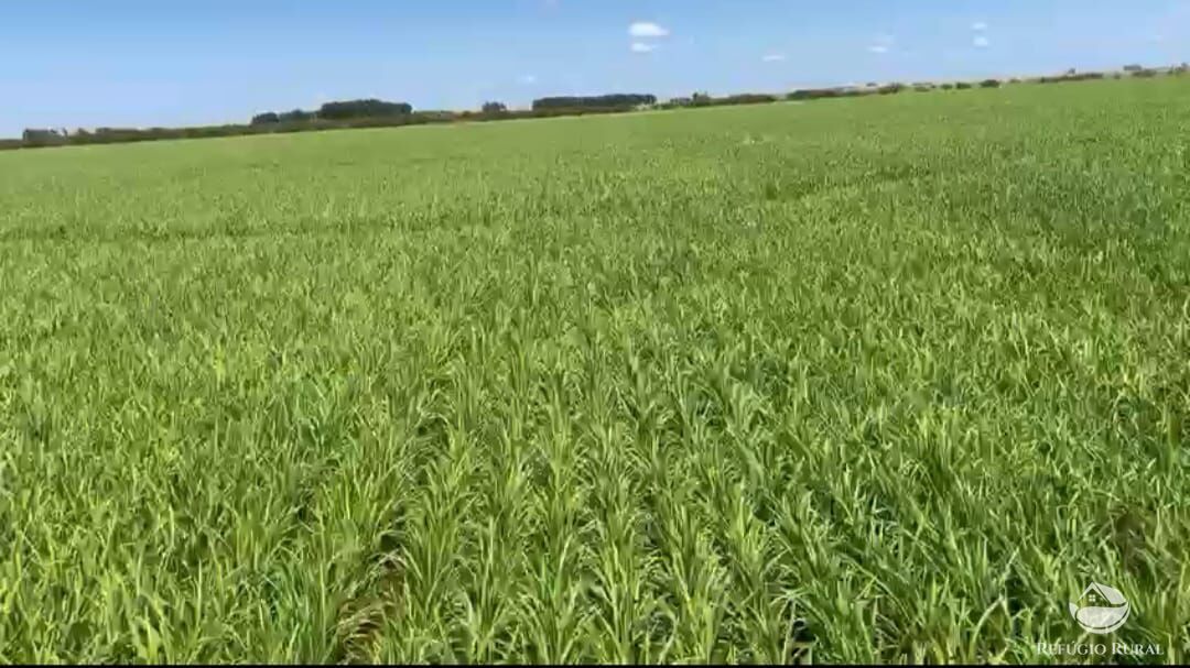 Fazenda à venda com 3 quartos, 91120000m² - Foto 30