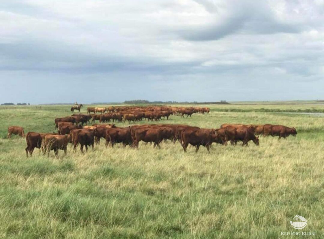 Fazenda à venda com 3 quartos, 91120000m² - Foto 4