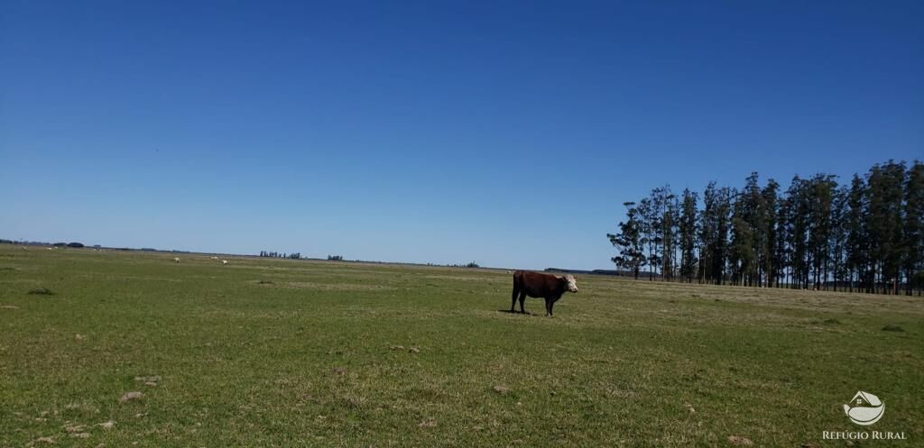 Fazenda à venda com 3 quartos, 91120000m² - Foto 20