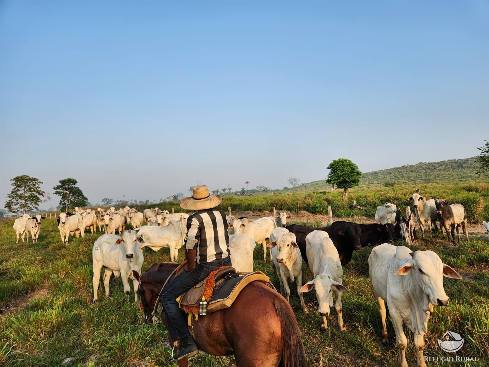 Fazenda à venda com 1 quarto, 11320000m² - Foto 6