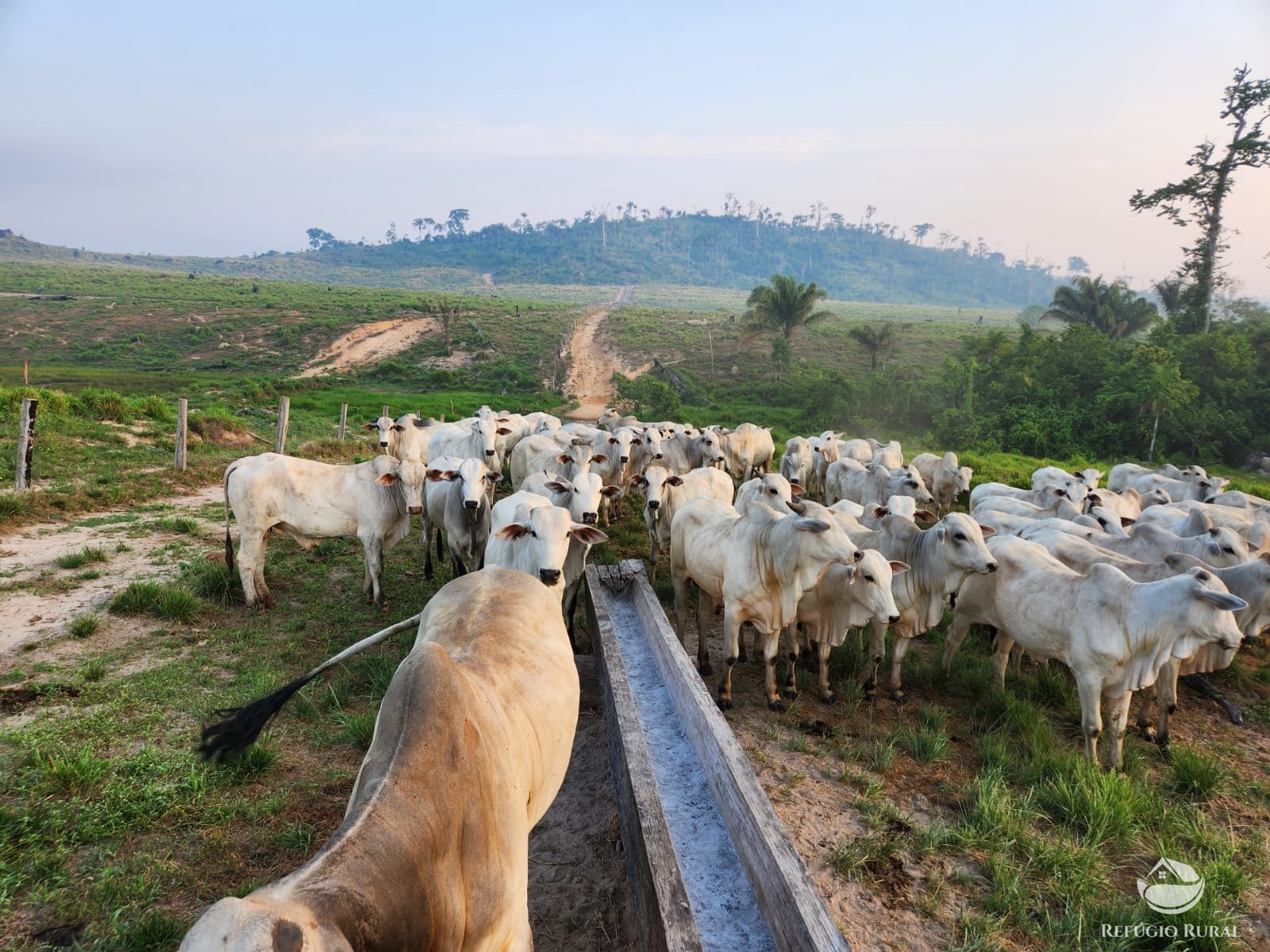 Fazenda à venda com 1 quarto, 11320000m² - Foto 8