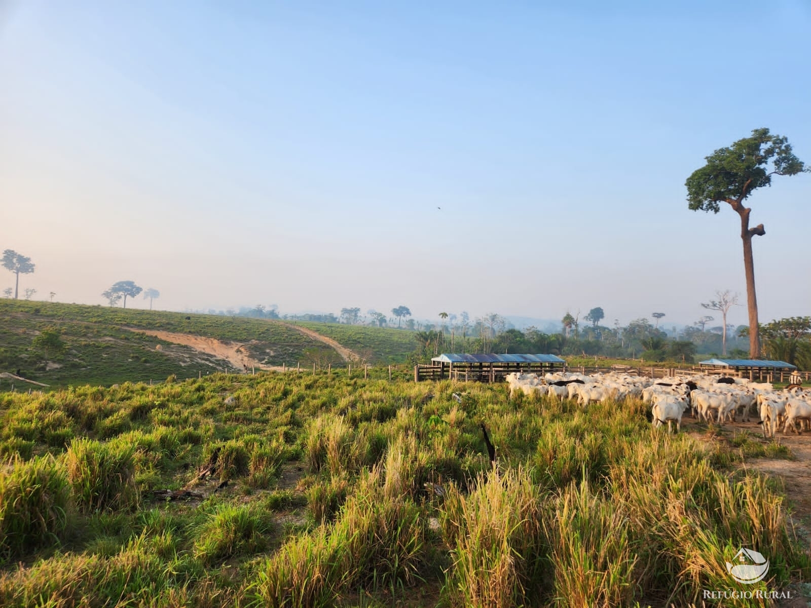 Fazenda à venda com 1 quarto, 11320000m² - Foto 1