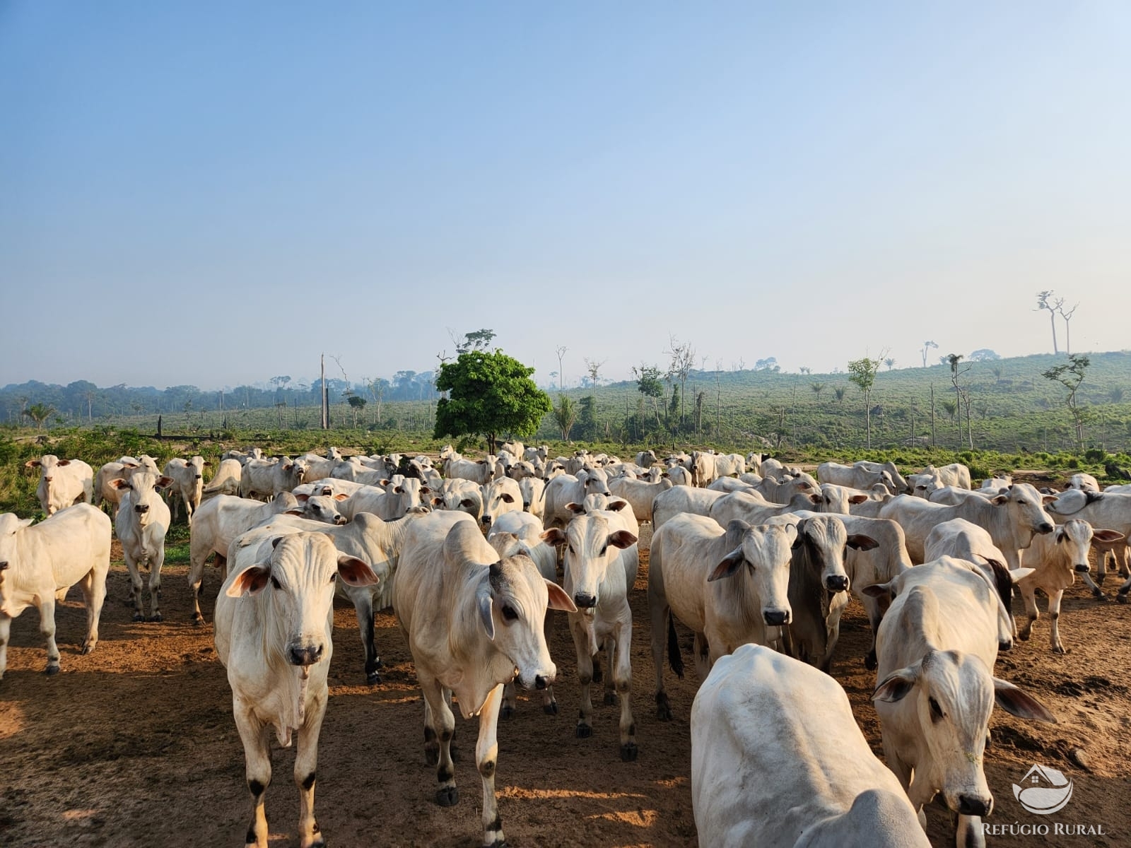 Fazenda à venda com 1 quarto, 11320000m² - Foto 3