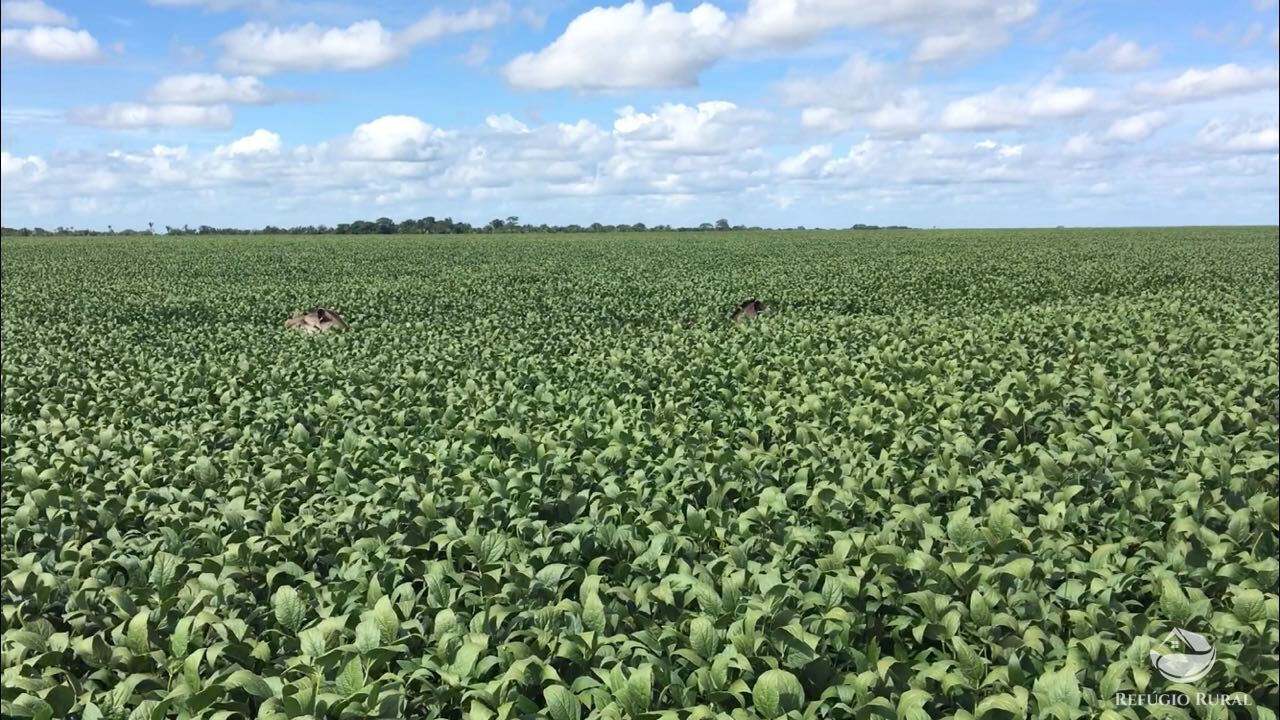 Fazenda à venda com 11 quartos, 65800000m² - Foto 10