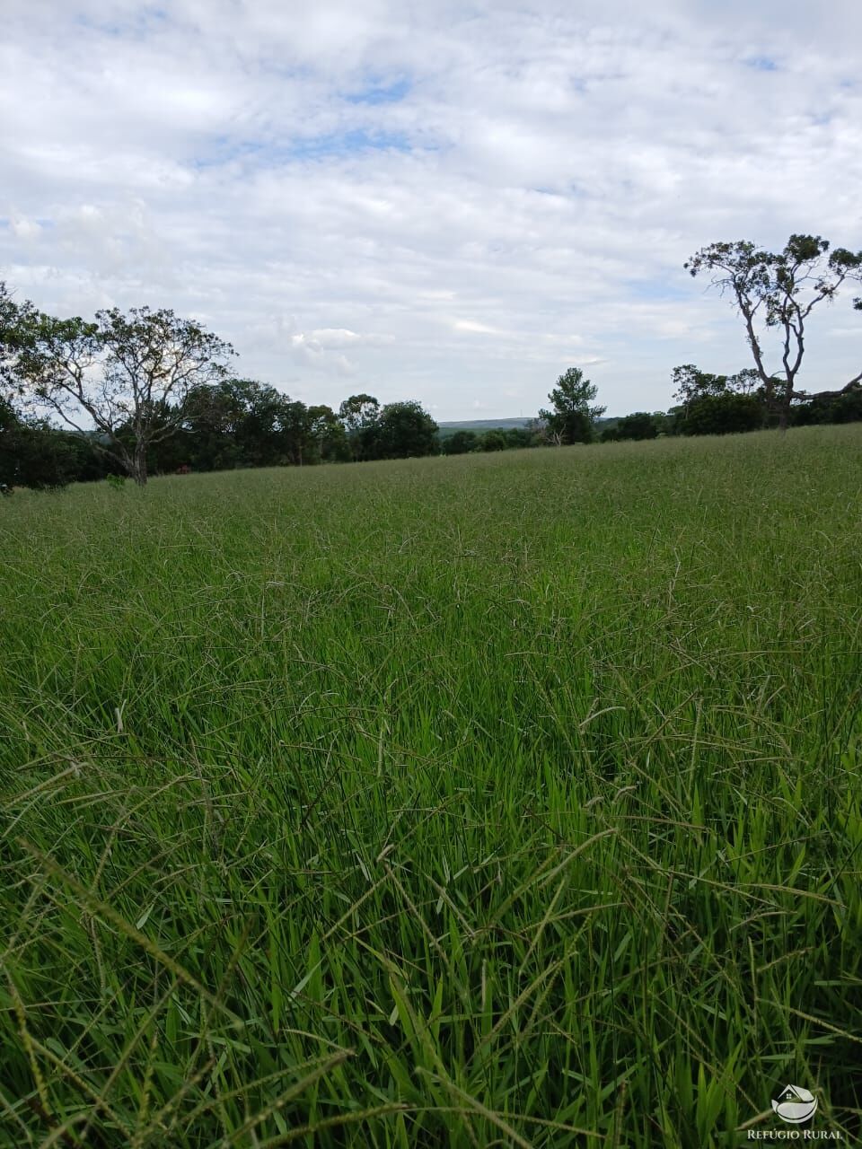 Fazenda, 250 hectares - Foto 17