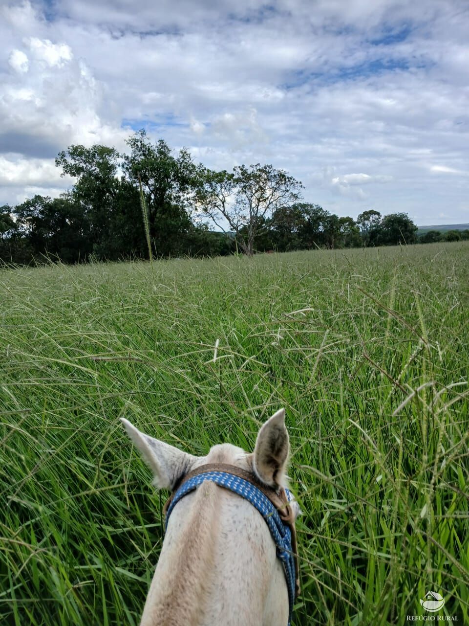 Fazenda, 250 hectares - Foto 22