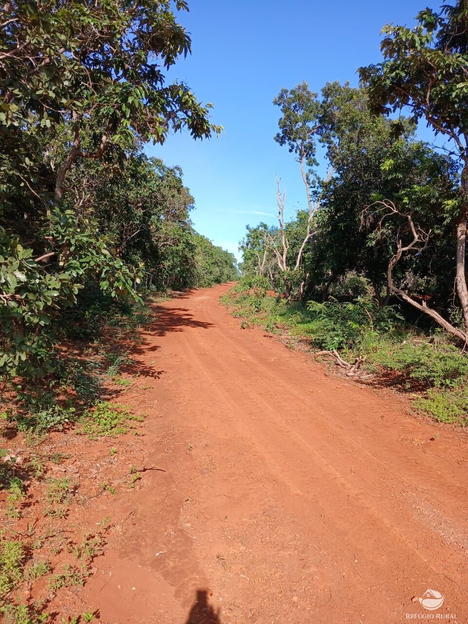 Fazenda, 250 hectares - Foto 10