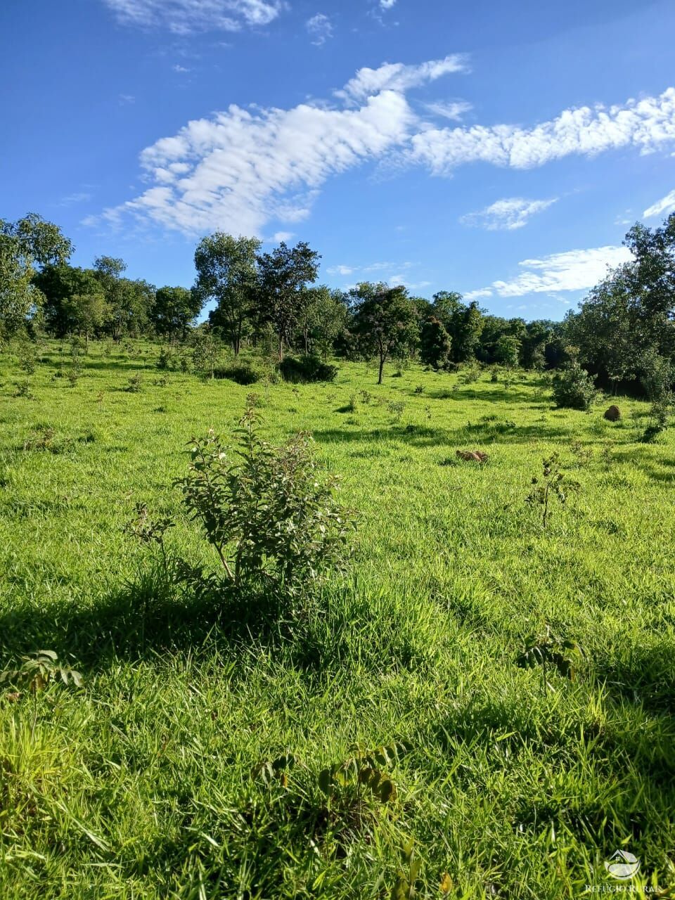 Fazenda, 250 hectares - Foto 8