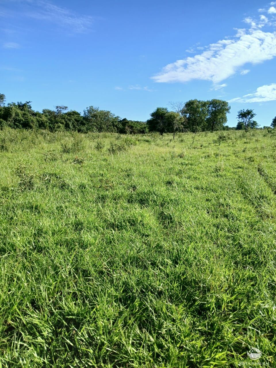 Fazenda, 250 hectares - Foto 7