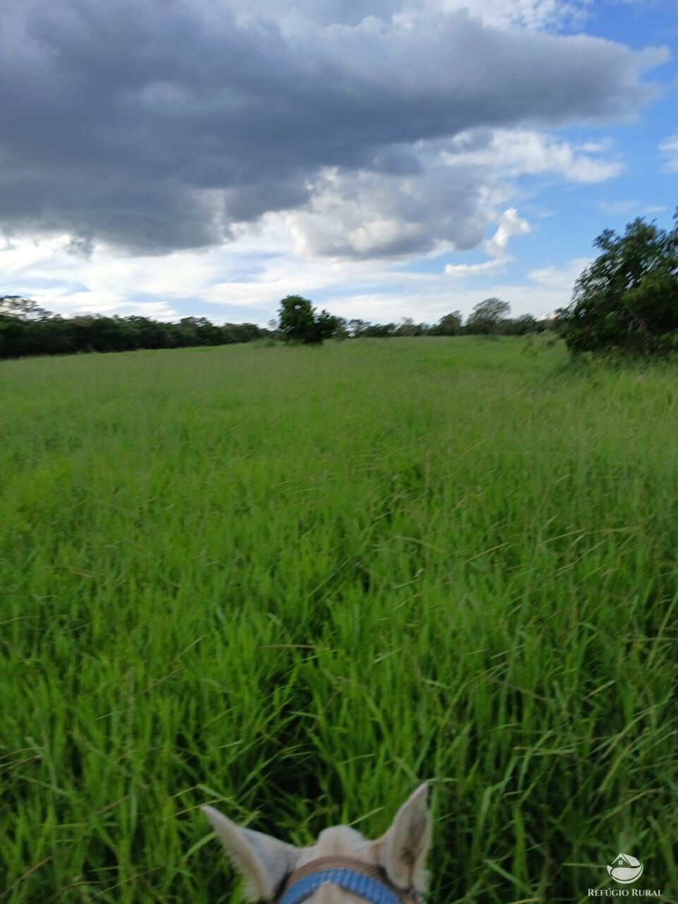 Fazenda, 250 hectares - Foto 16