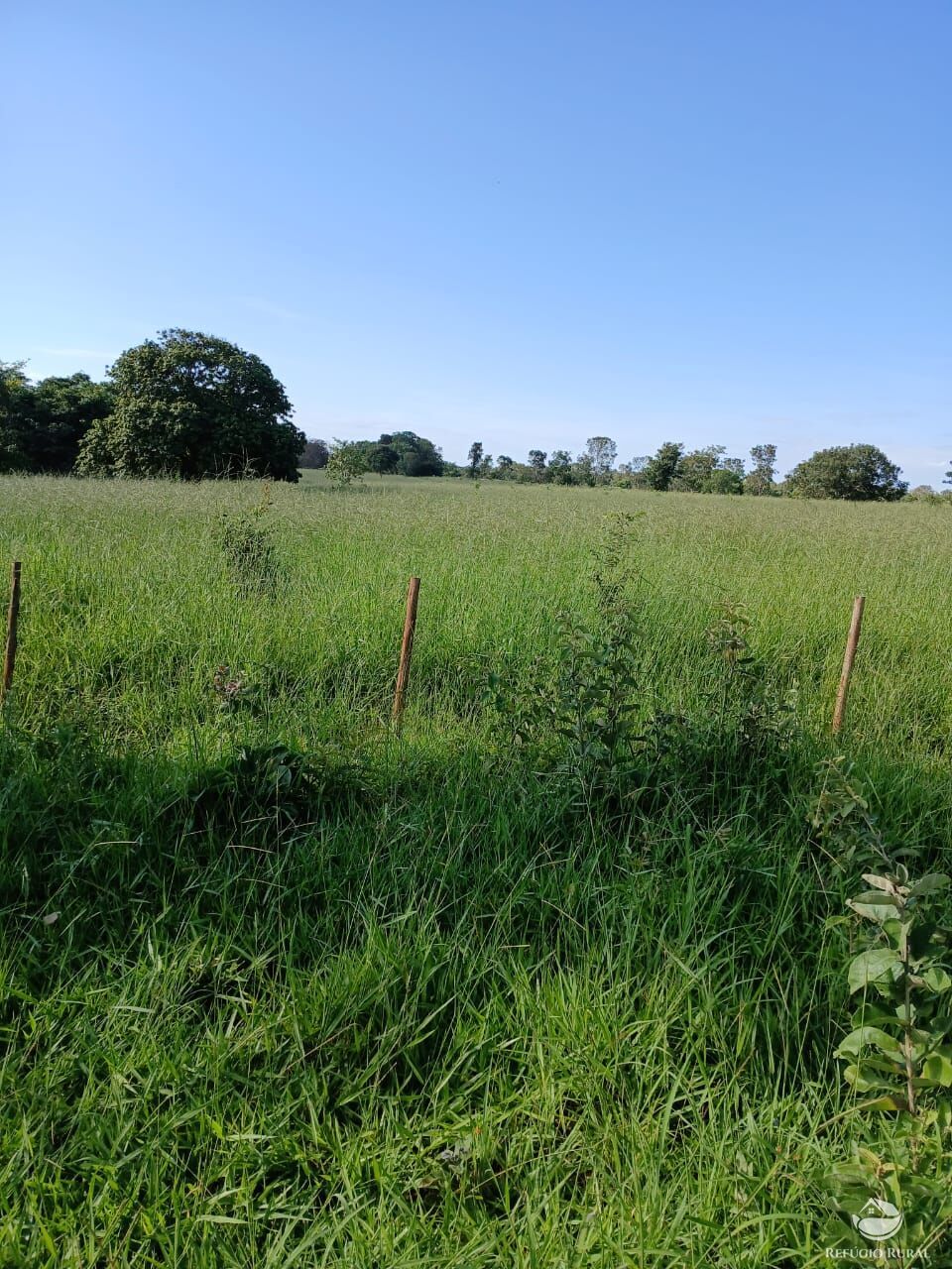 Fazenda, 250 hectares - Foto 13