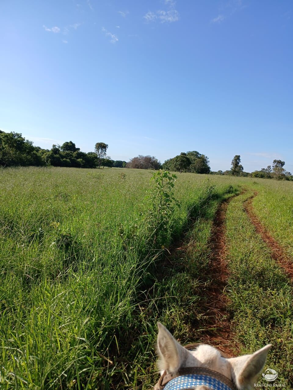 Fazenda, 250 hectares - Foto 21