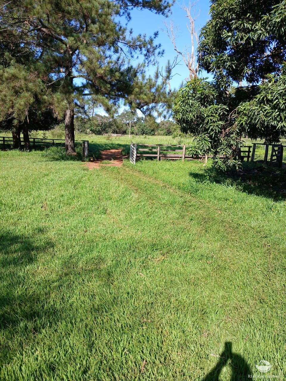Fazenda, 250 hectares - Foto 3