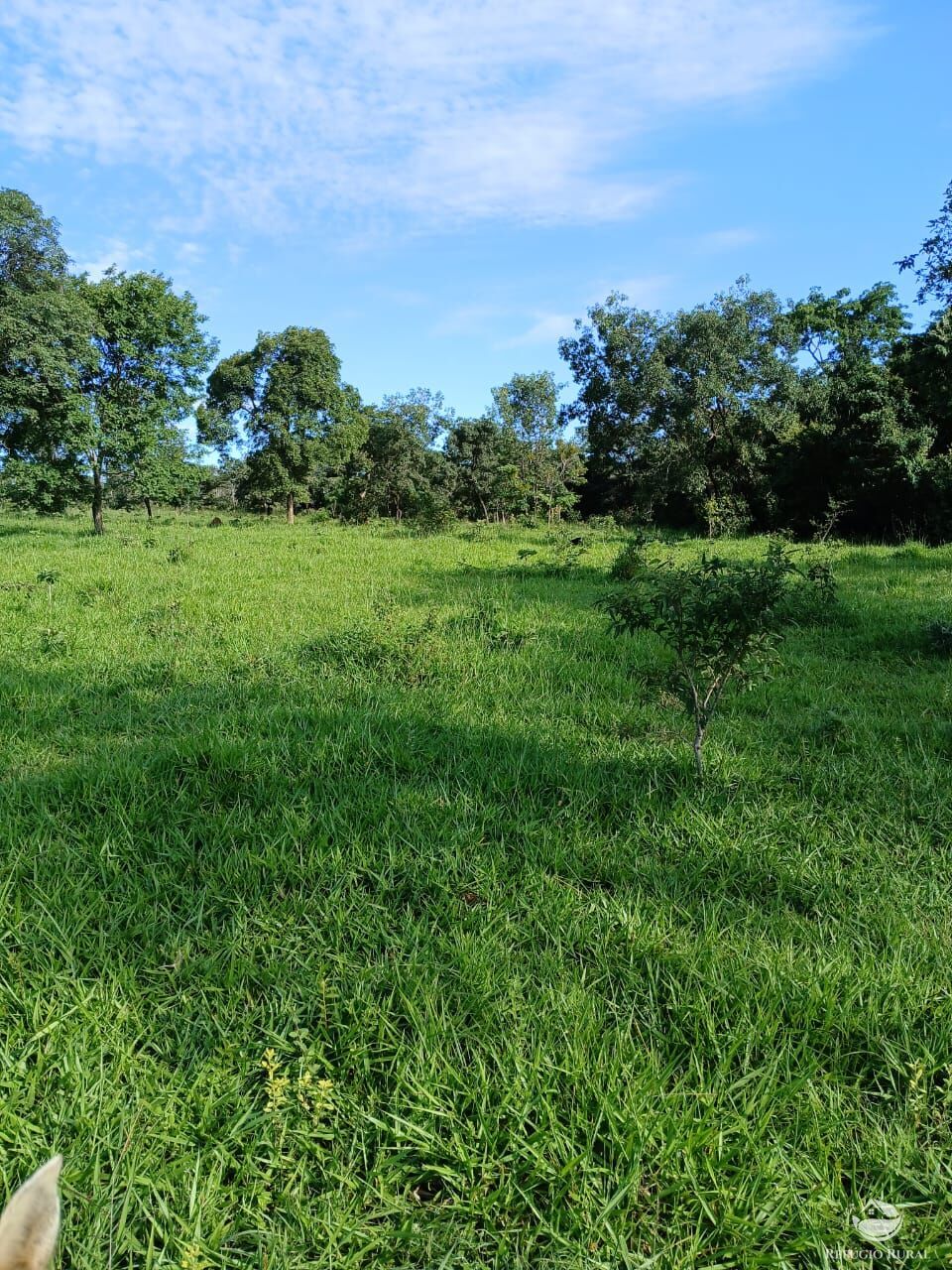 Fazenda, 250 hectares - Foto 14