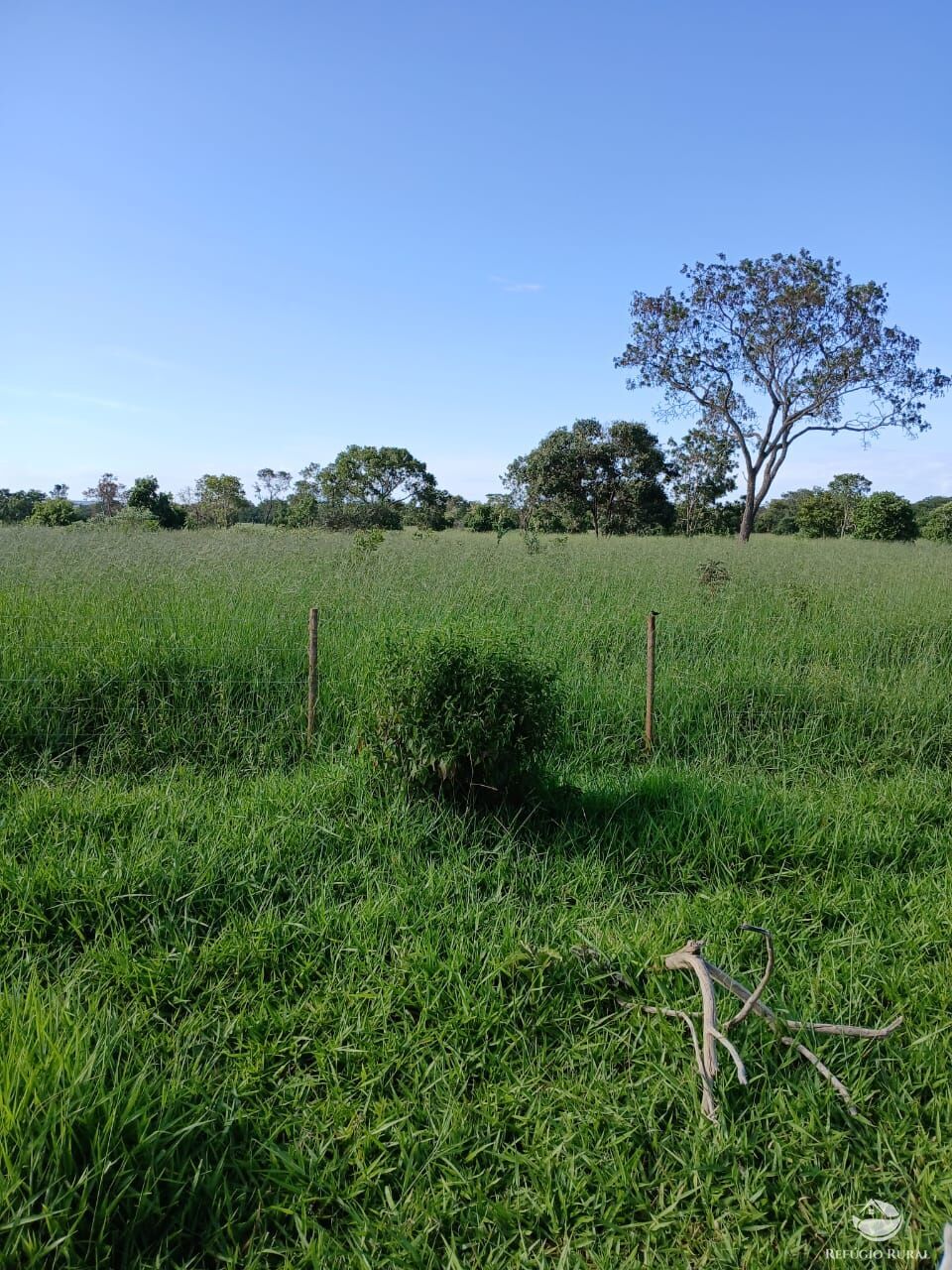 Fazenda, 250 hectares - Foto 12
