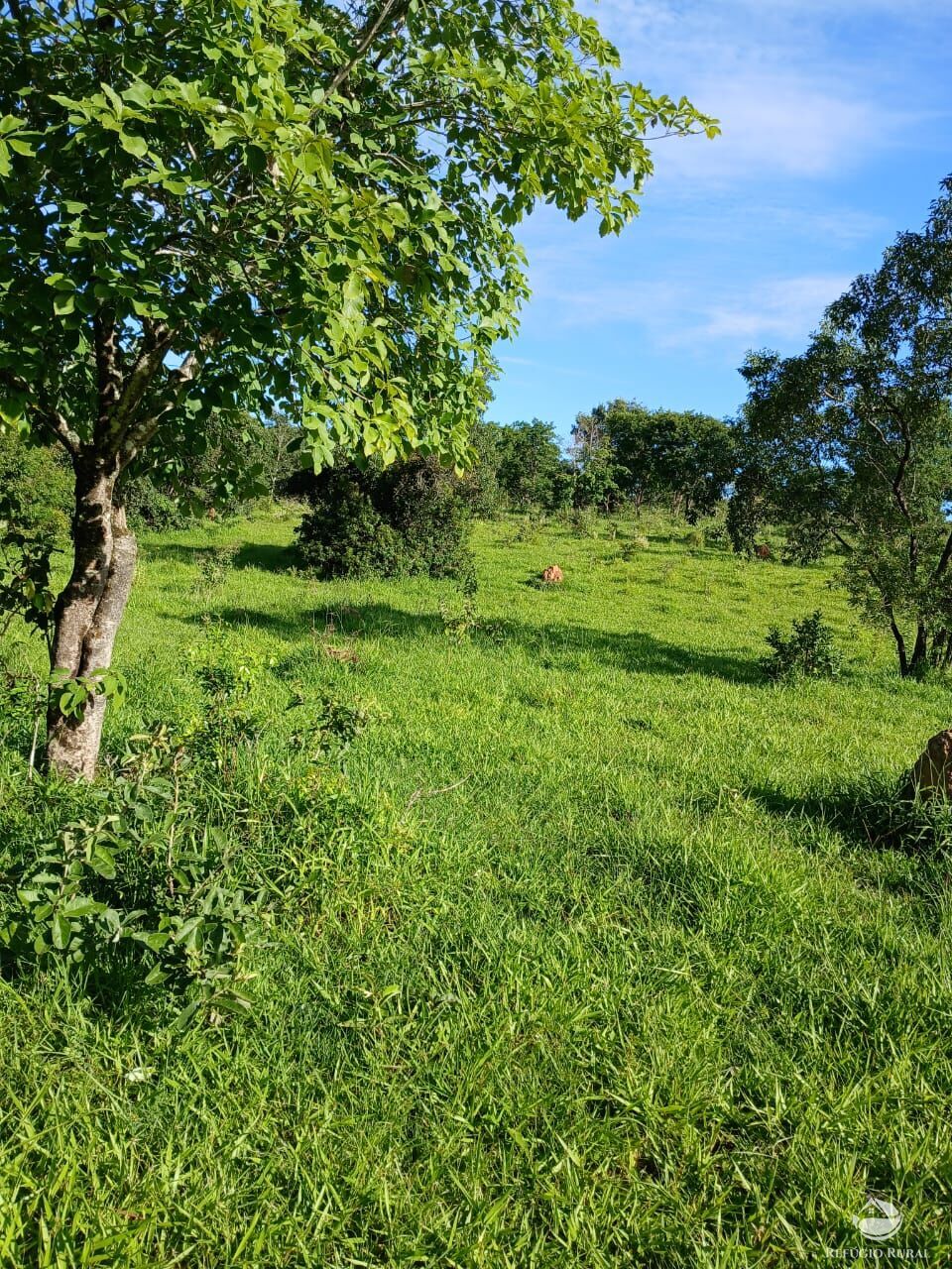 Fazenda, 250 hectares - Foto 23