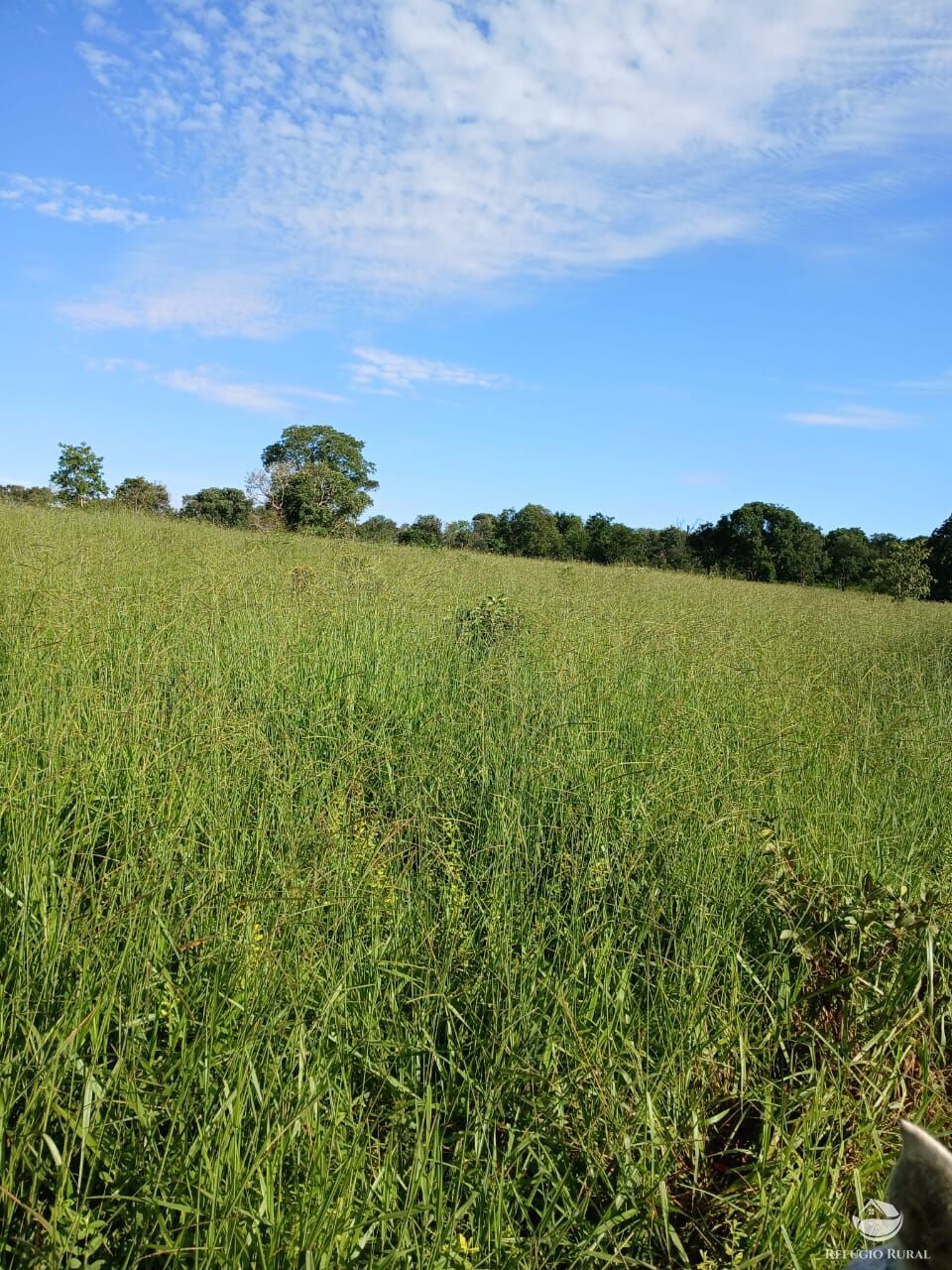 Fazenda, 250 hectares - Foto 18