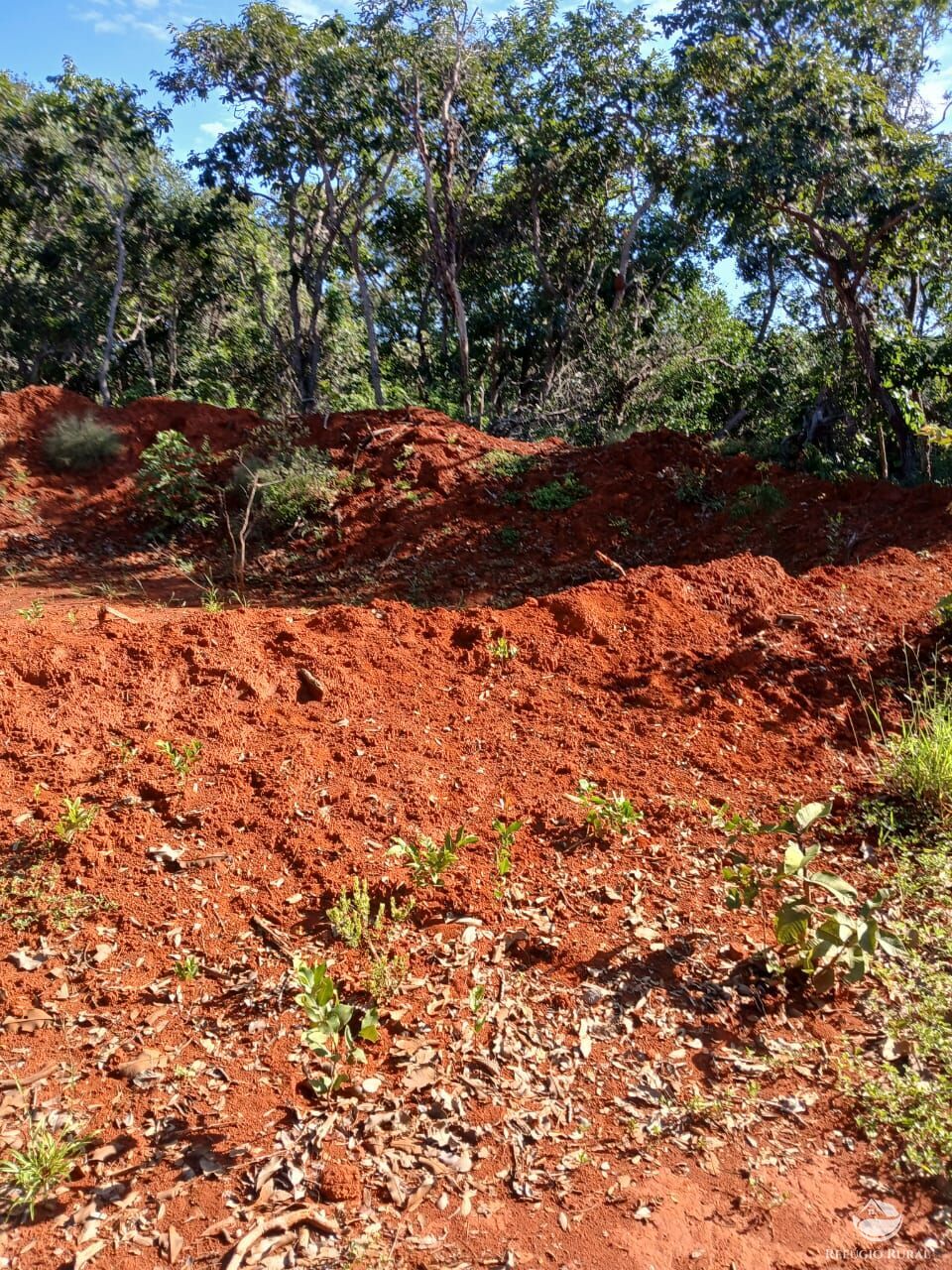 Fazenda, 250 hectares - Foto 9