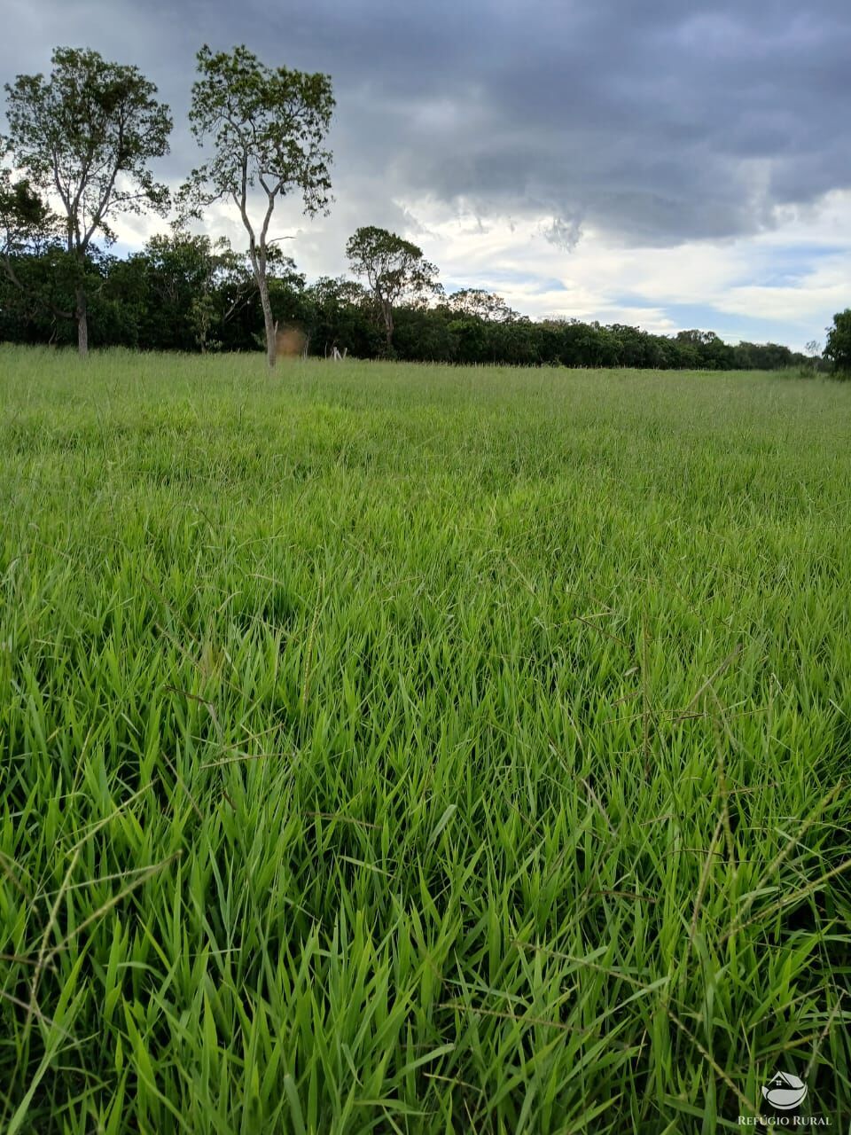 Fazenda, 250 hectares - Foto 15