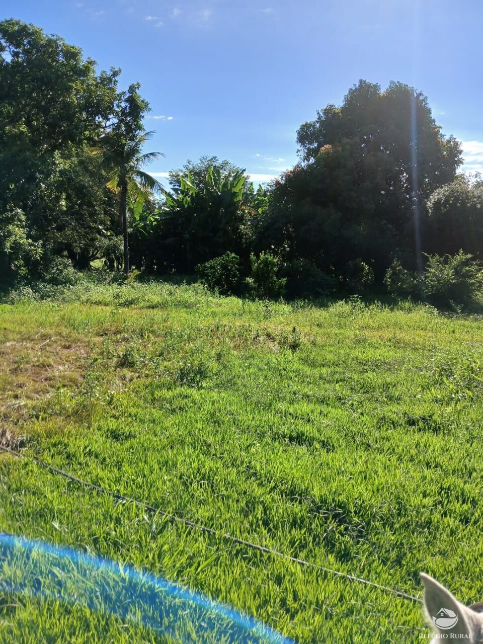 Fazenda, 250 hectares - Foto 4