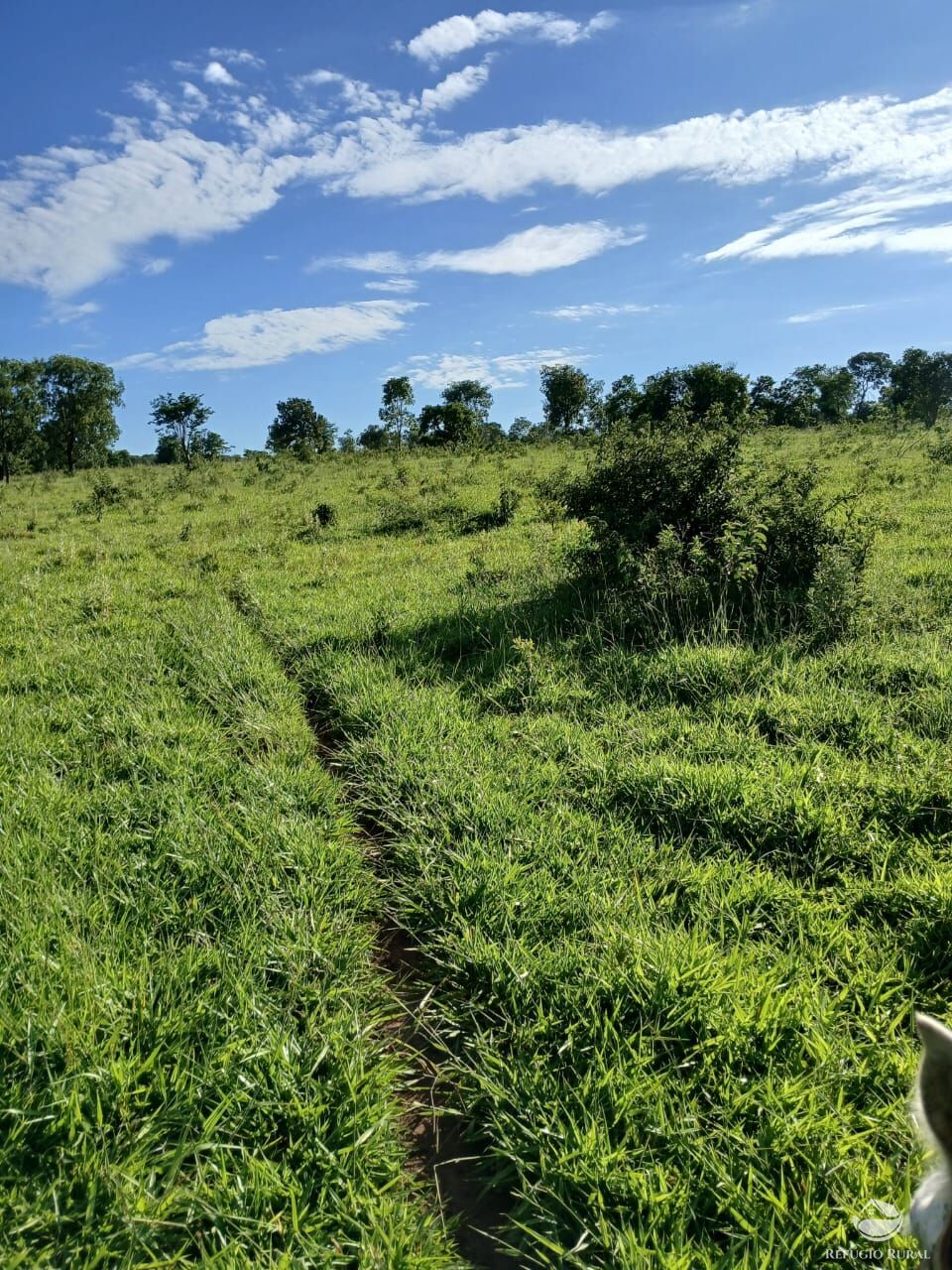 Fazenda, 250 hectares - Foto 2