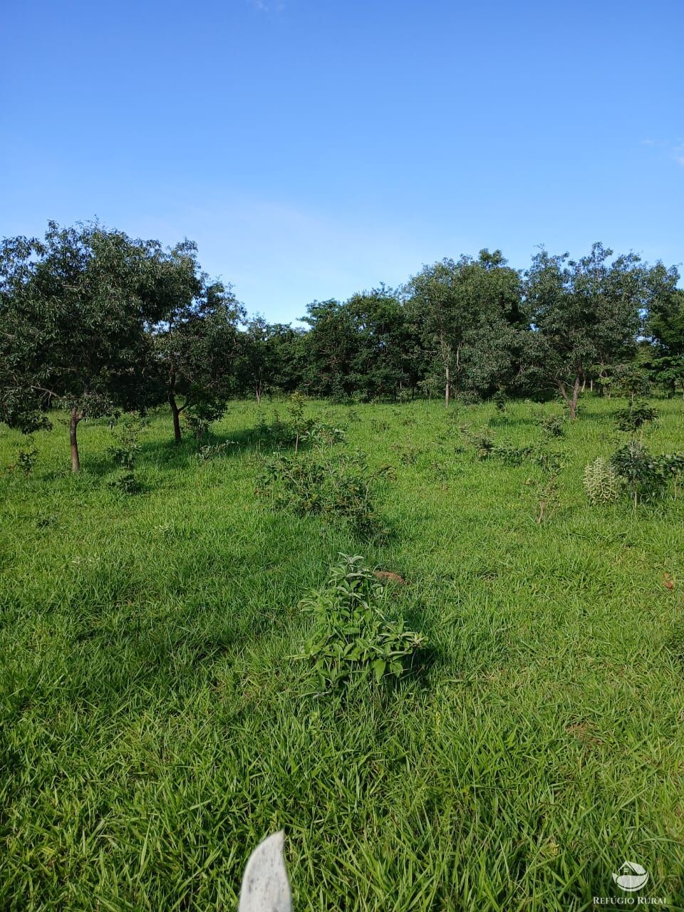 Fazenda, 250 hectares - Foto 11