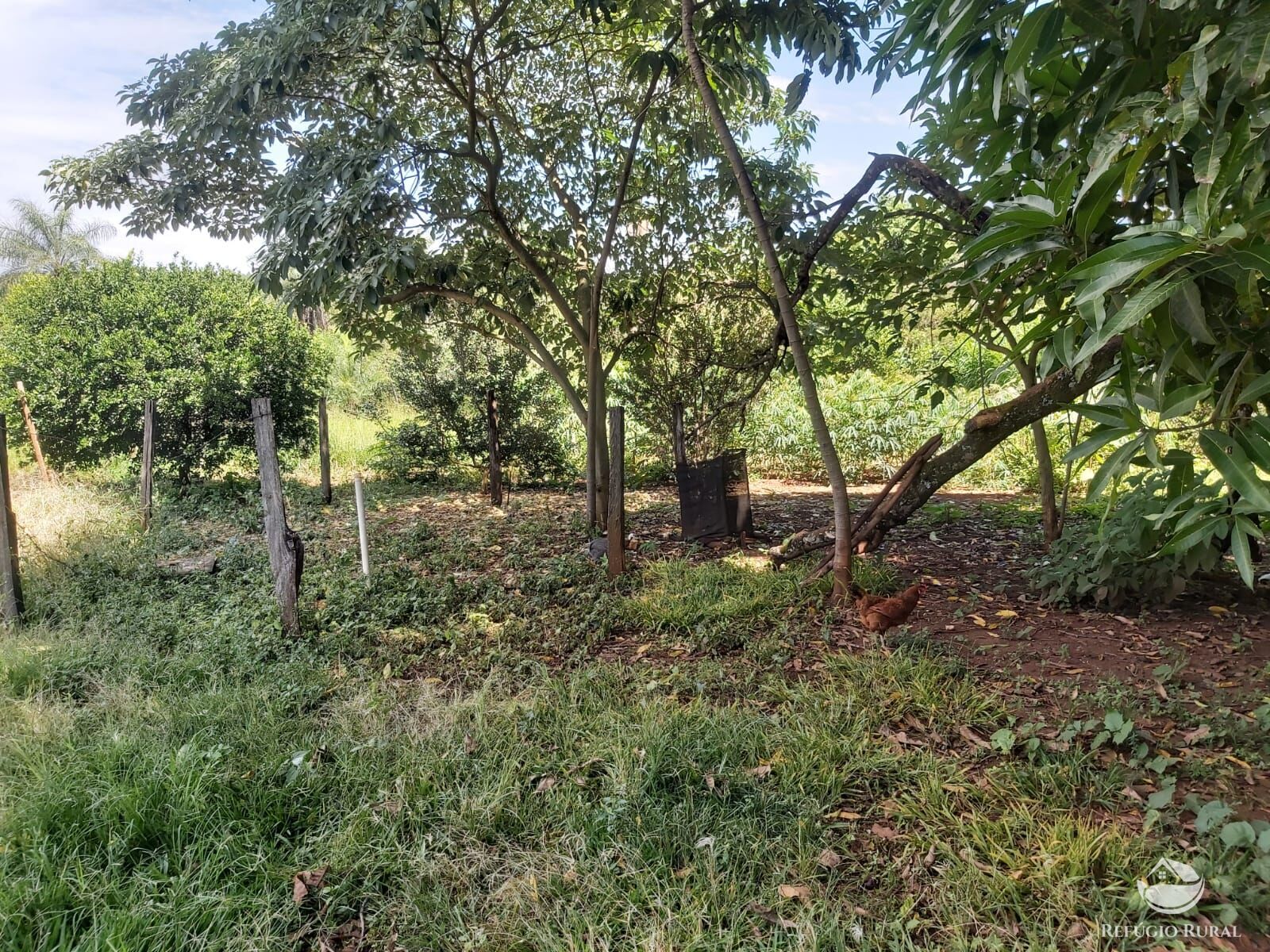 Chácara, 10 hectares - Foto 4