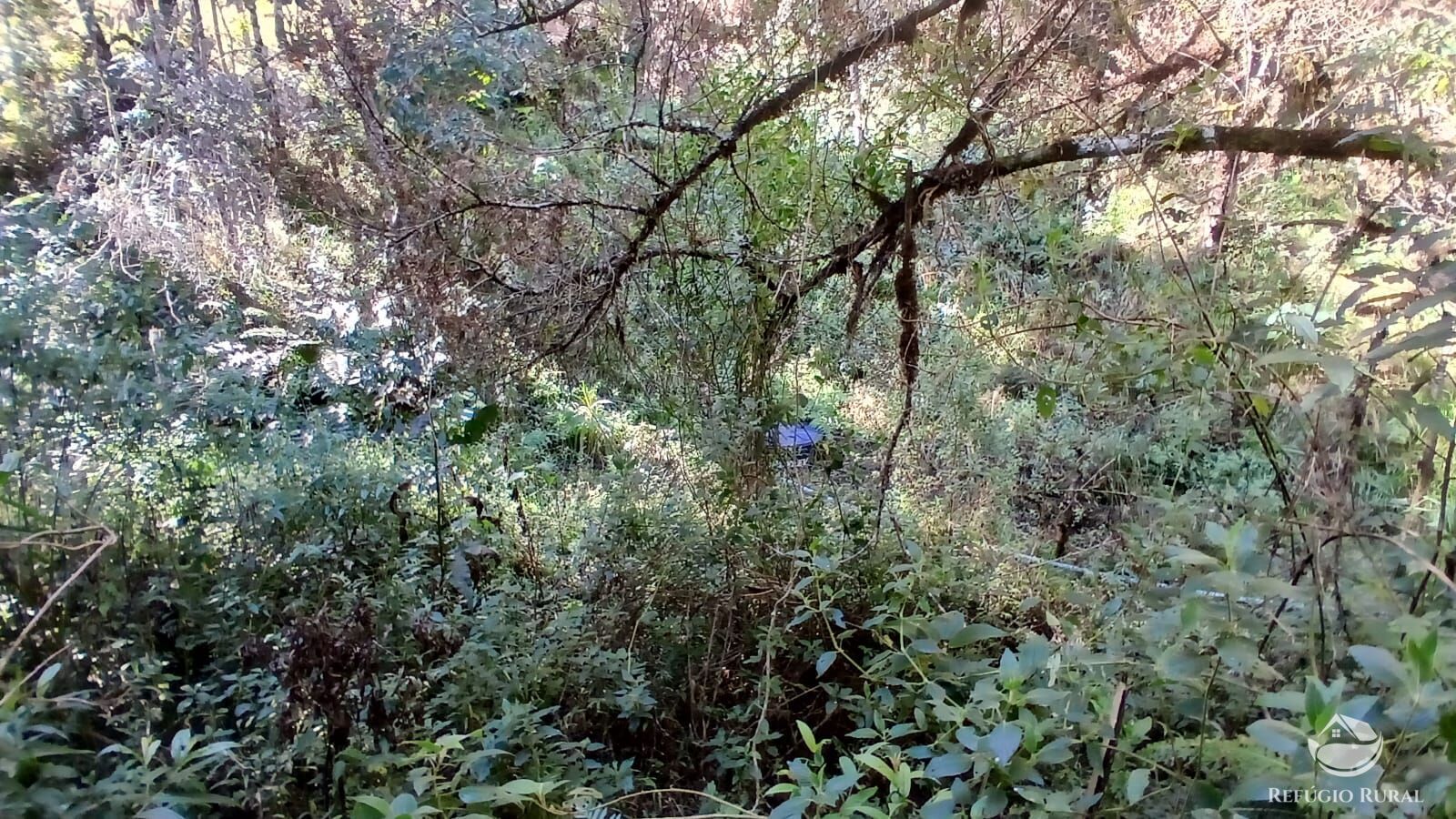 Chácara à venda com 1 quarto, 20000m² - Foto 10