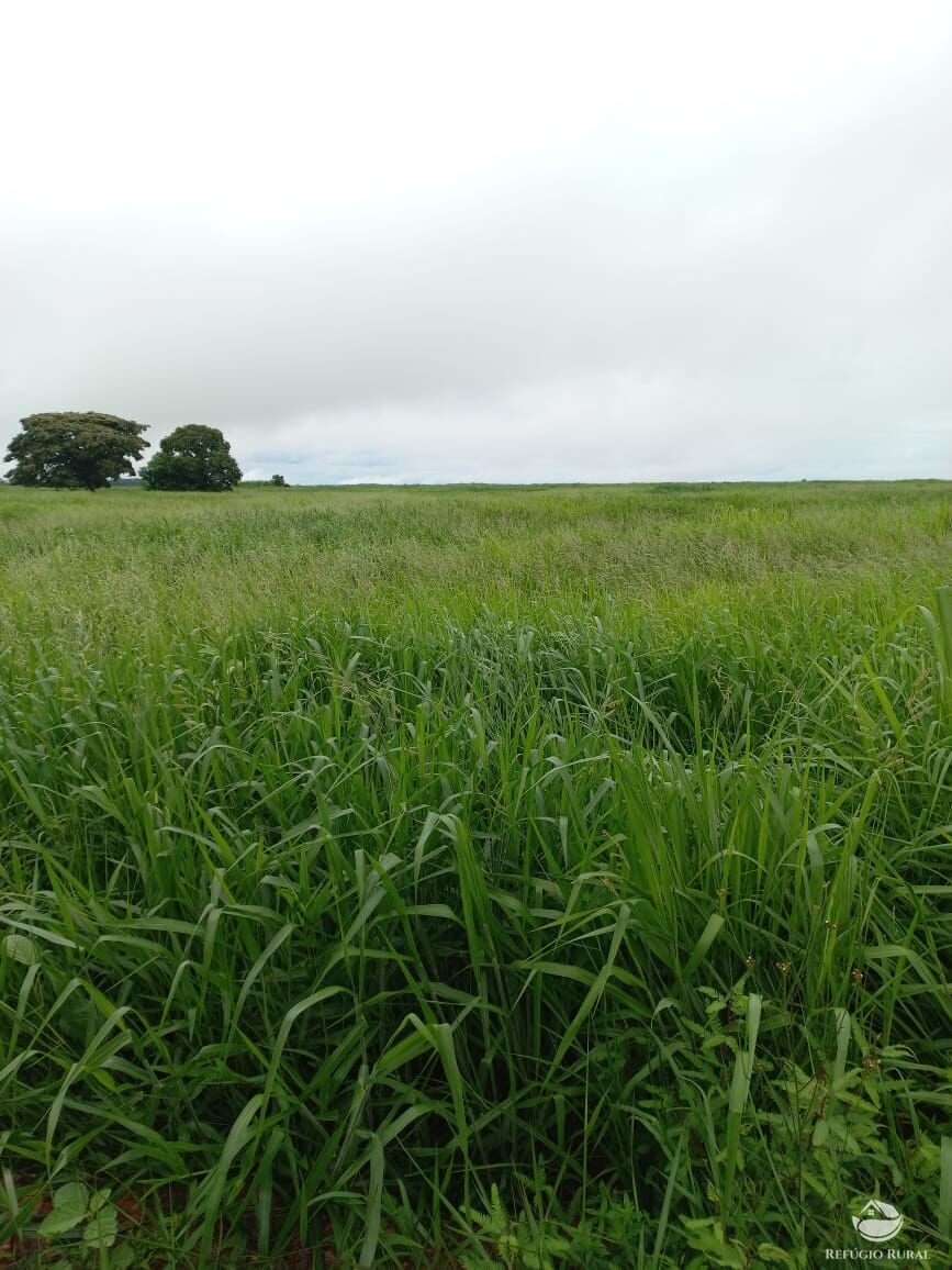 Fazenda à venda com 5 quartos, 10000000m² - Foto 3