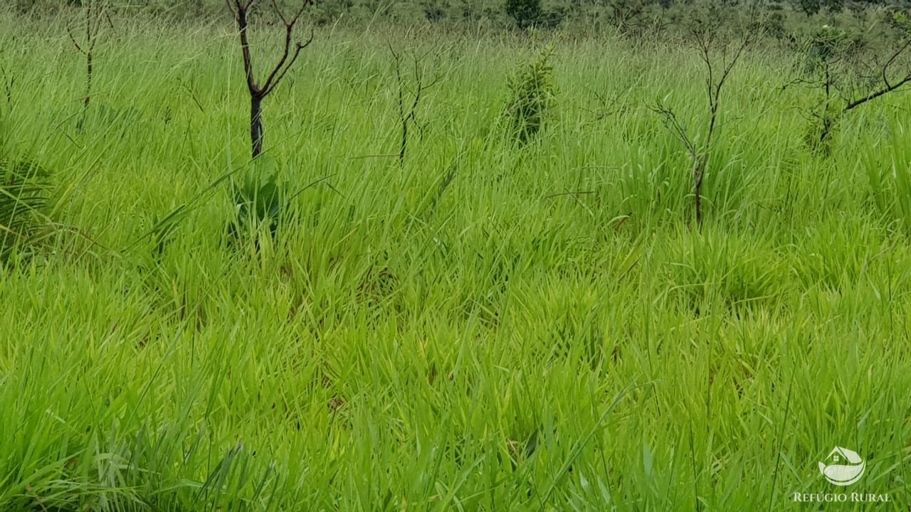 Fazenda à venda com 1 quarto, 32600000m² - Foto 12