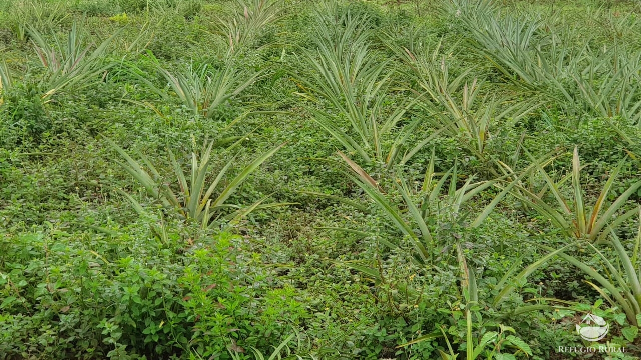 Fazenda à venda com 1 quarto, 32600000m² - Foto 27